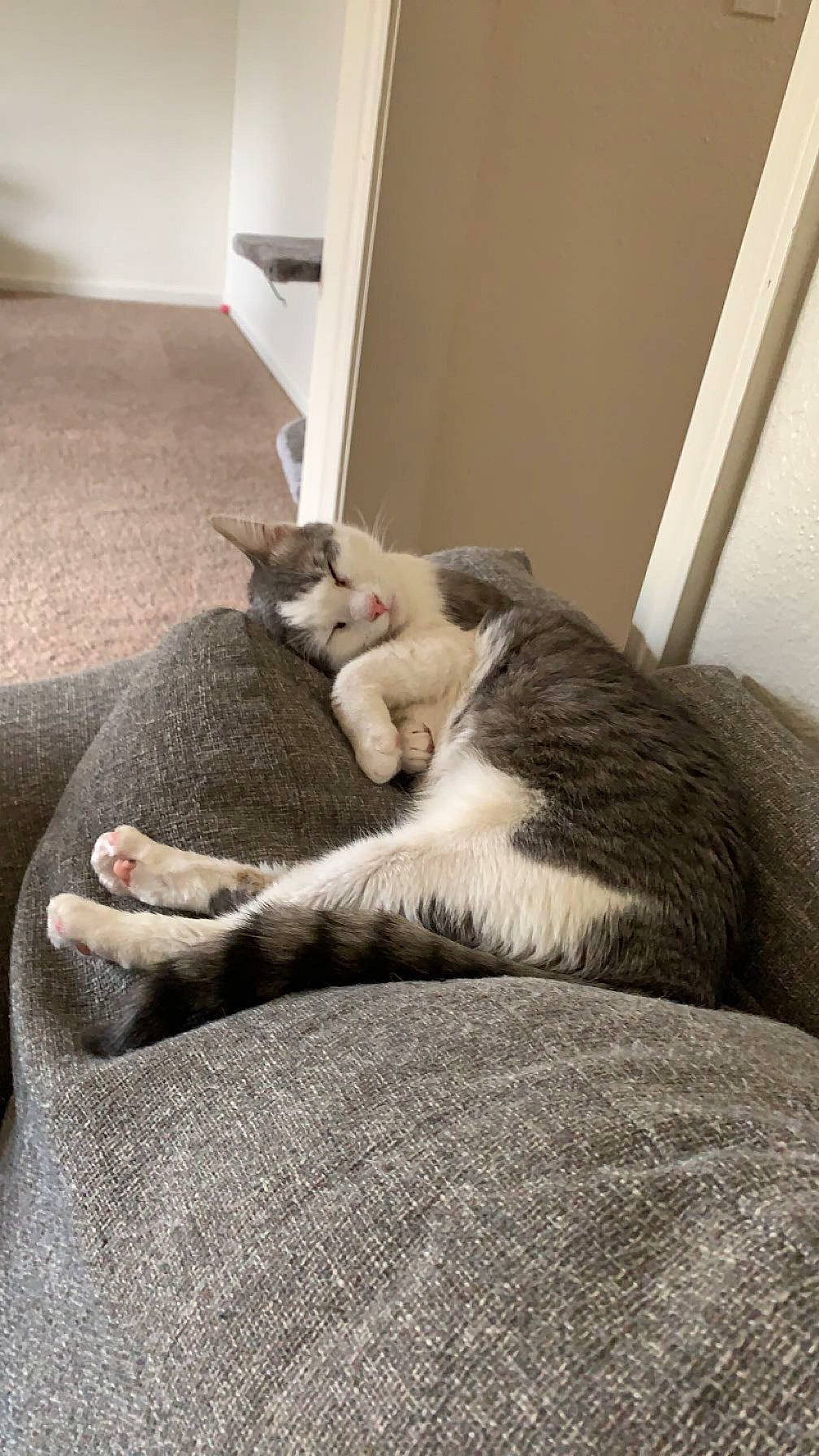 Luna joined the competition — help win amazing prizes! carnivore, cat, comfort, dog_breed, domestic_short_haired_cat, felidae, floor, flooring, fur, grey, hardwood, linens, nap, paw, room, small_to_medium_sized_cats, tail, terrestrial_animal, whiskers, wood