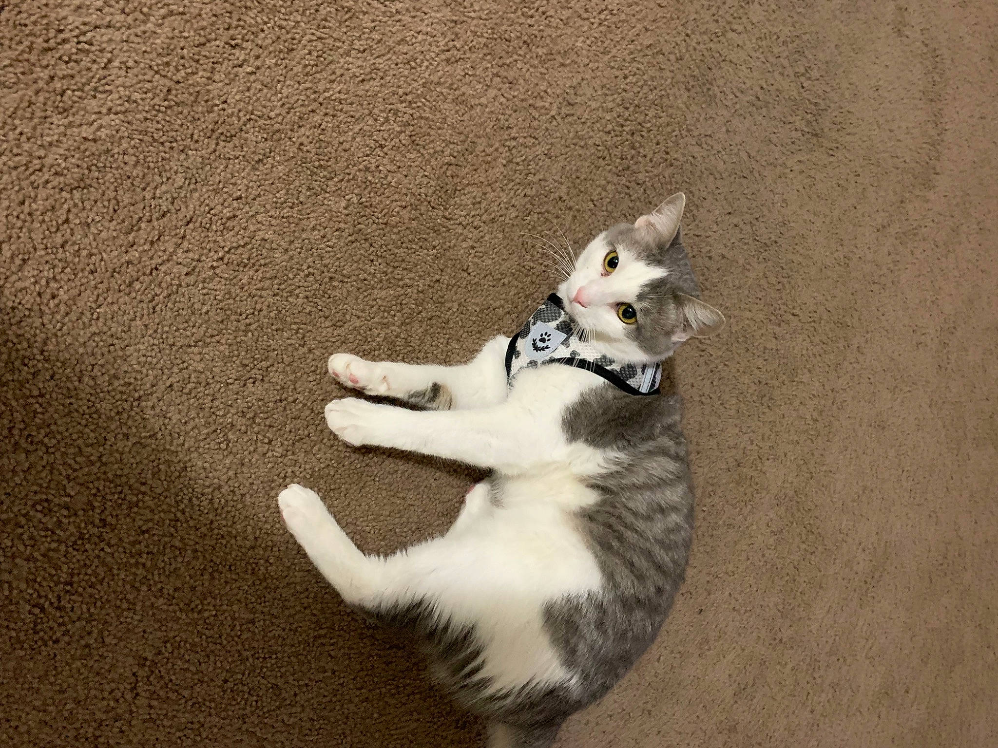 Luna joined the competition — help win amazing prizes! canidae, carnivore, cat, claw, companion_dog, dog_breed, domestic_short_haired_cat, fawn, felidae, foot, fur, human_leg, paw, shadow, small_to_medium_sized_cats, snout, sporting_group, tail, whiskers, wood