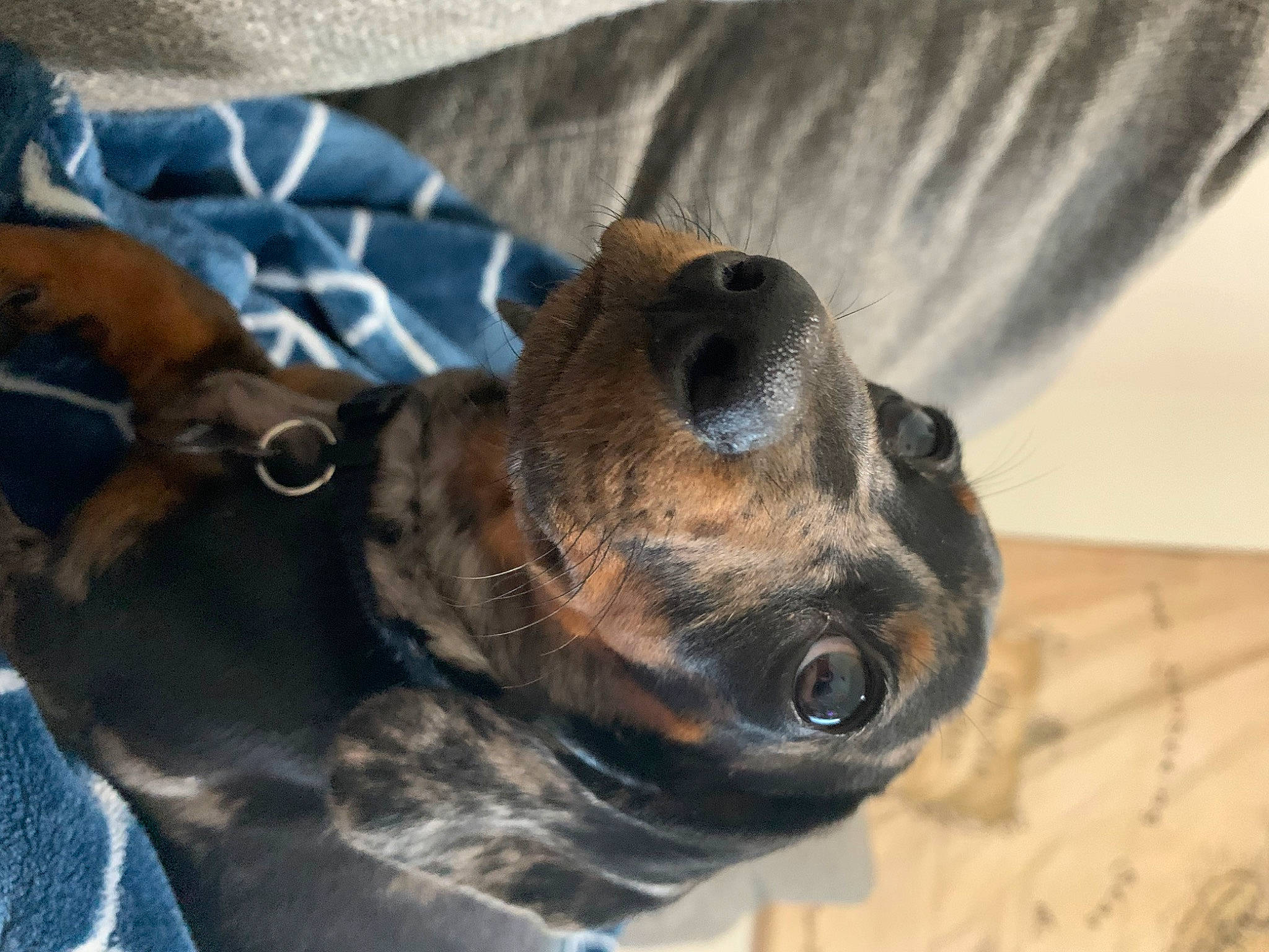 Benny is registered to the contest to win money with this photo: canidae, carnivore, collar, comfort, companion_dog, dog, dog_breed, dog_collar, ear, eye, fawn, fur, guard_dog, head, paw, snout, sporting_group, terrestrial_animal, whiskers, working_animal