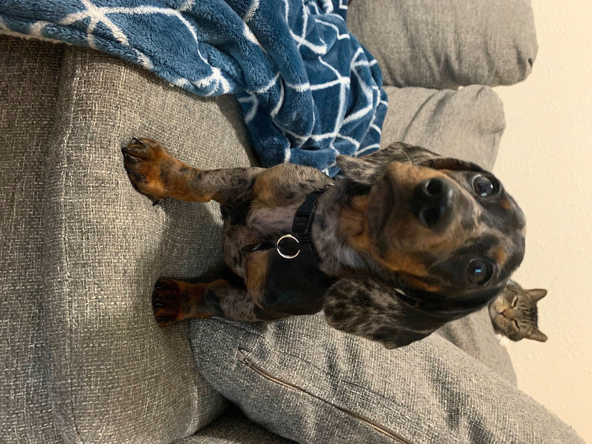 Benny joined the competition — help win amazing prizes! canidae, carnivore, collar, comfort, companion_dog, dog, dog_breed, dog_supply, fawn, fur, guard_dog, paw, pet_supply, puppy, snout, sporting_group, terrestrial_animal, whiskers, working_animal, working_dog