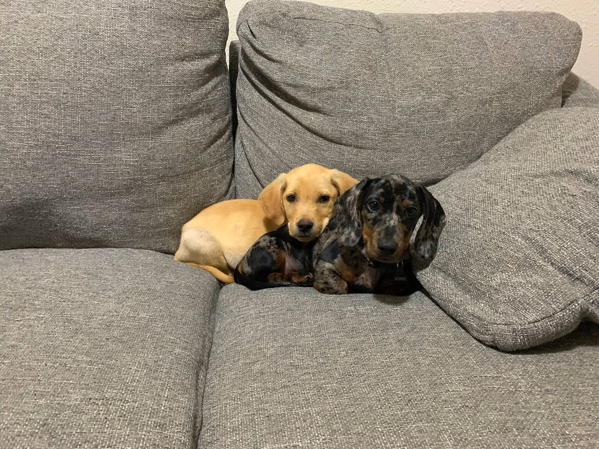 Benny is registered to the contest to win money with this photo: canidae, carnivore, collar, comfort, companion_dog, couch, dog, dog_breed, dog_supply, fawn, flooring, fur, grey, nap, paw, pet_supply, sitting, sporting_group, studio_couch, working_animal