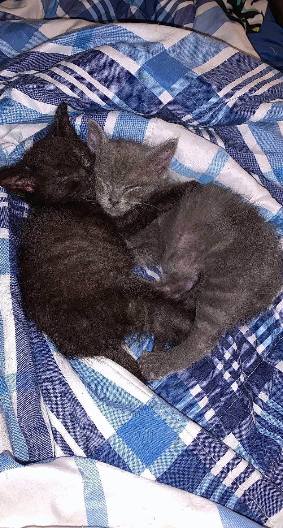 Willow joined the competition — help win amazing prizes! black_cat, carnivore, cat, cat_supply, claw, comfort, domestic_short_haired_cat, electric_blue, felidae, fur, grey, linens, nap, pattern, paw, plaid, small_to_medium_sized_cats, tail, tartan, whiskers