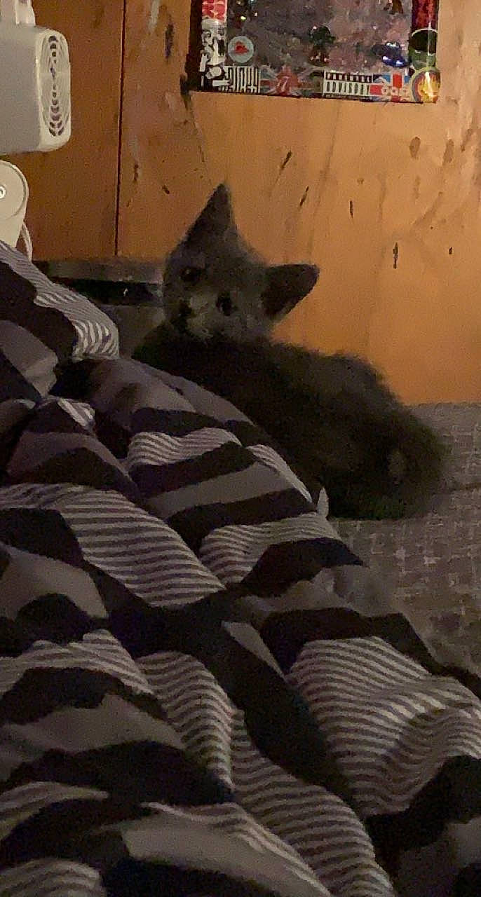 Willow is registered to the contest to win money with this photo: bed_sheet, bedding, carnivore, cat, comfort, domestic_short_haired_cat, duvet, felidae, flooring, fur, grey, linens, pattern, room, shadow, small_to_medium_sized_cats, tail, tints_and_shades, whiskers, wood