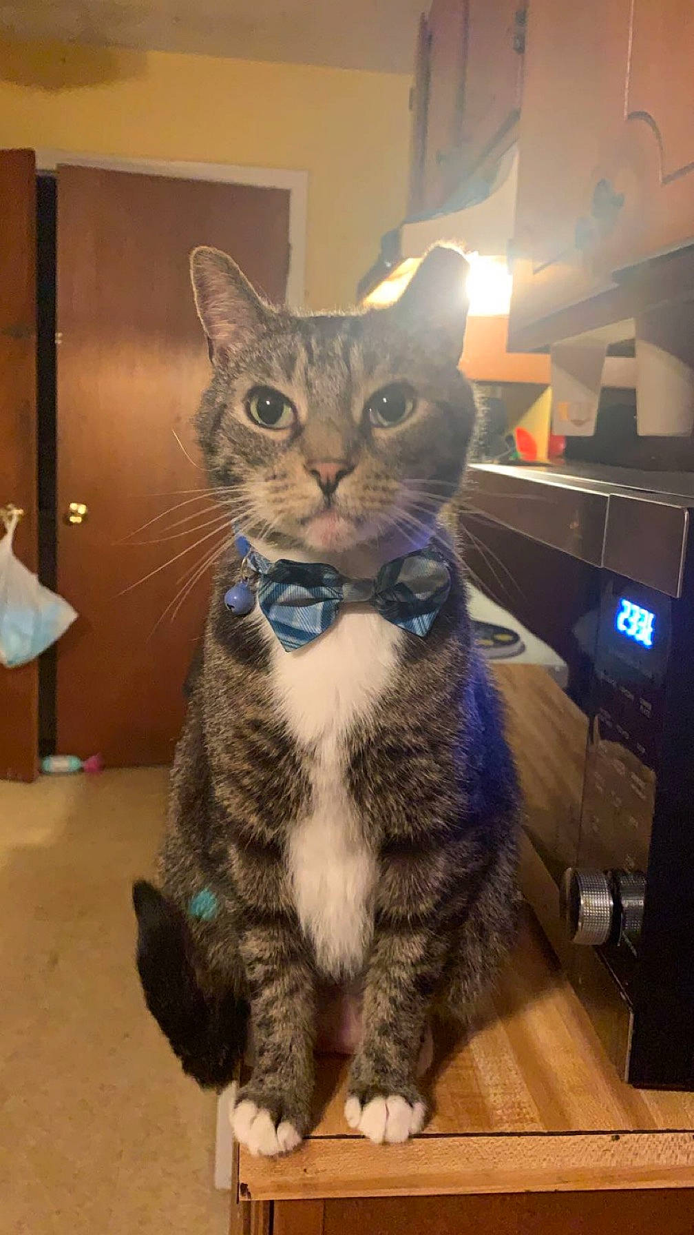 Meesees is registered to the contest to win money with this photo: carnivore, cat, computer_keyboard, domestic_short_haired_cat, felidae, flooring, fur, paw, peripheral, small_to_medium_sized_cats, snout, tail, whiskers