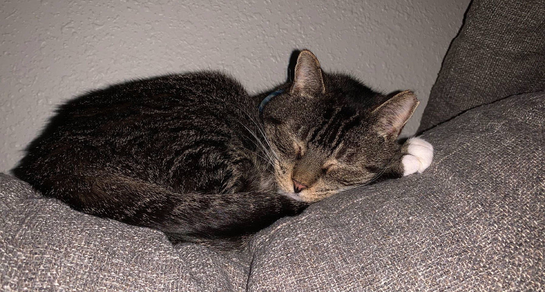 Meesees is registered to the contest to win money with this photo: carnivore, cat, comfort, domestic_short_haired_cat, felidae, fur, grey, nap, paw, small_to_medium_sized_cats, terrestrial_animal, whiskers