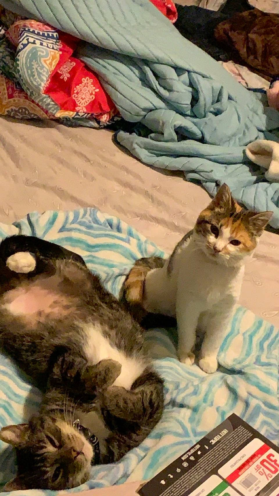 Meesees is registered to the contest to win money with this photo: bed, bedding, blanket, carnivore, cat, comfort, domestic_short_haired_cat, duvet, fawn, felidae, fur, linens, paw, sand, small_to_medium_sized_cats, tail, whiskers