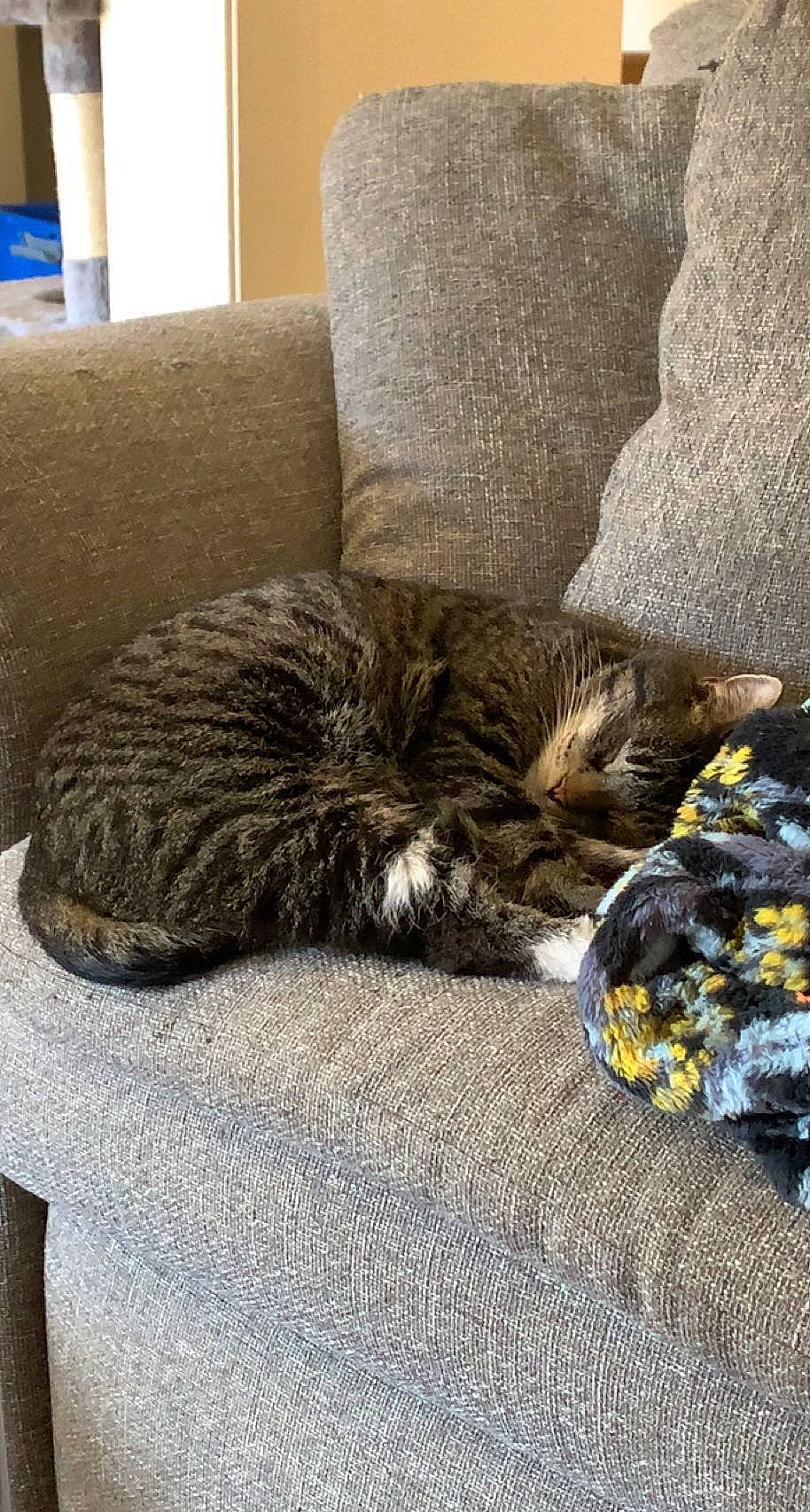 Meesees is registered to the contest to win money with this photo: carnivore, cat, claw, comfort, couch, domestic_short_haired_cat, felidae, flooring, fur, grey, mammal, nap, paw, picture_frame, room, sleep, small_to_medium_sized_cats, tail, terrestrial_animal, whiskers