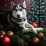 dog, husky, christmas_tree, christmas_ornaments, pine_branches, snowfall, holiday, festive, pet, animal, decorations, winter, indoor, lighting, portrait, relaxing, red, green, background, cute