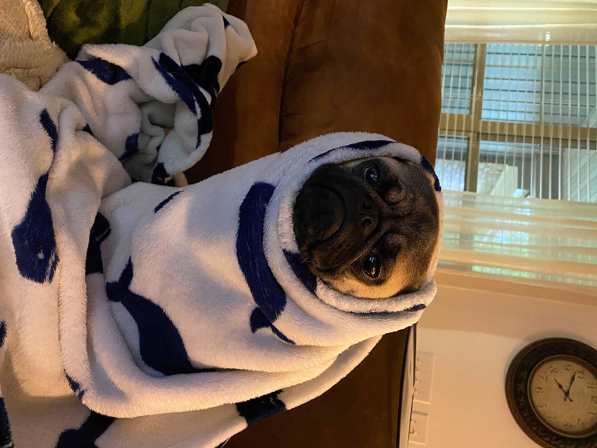 Obi is registered to the contest to win money with this photo: automotive_design, carmine, comfort, companion_dog, eyewear, fawn, fur, human_leg, linens, paper, paper_product, personal_protective_equipment, plush, room, stuffed_toy, sunglasses, toy, window, window_blind, wood