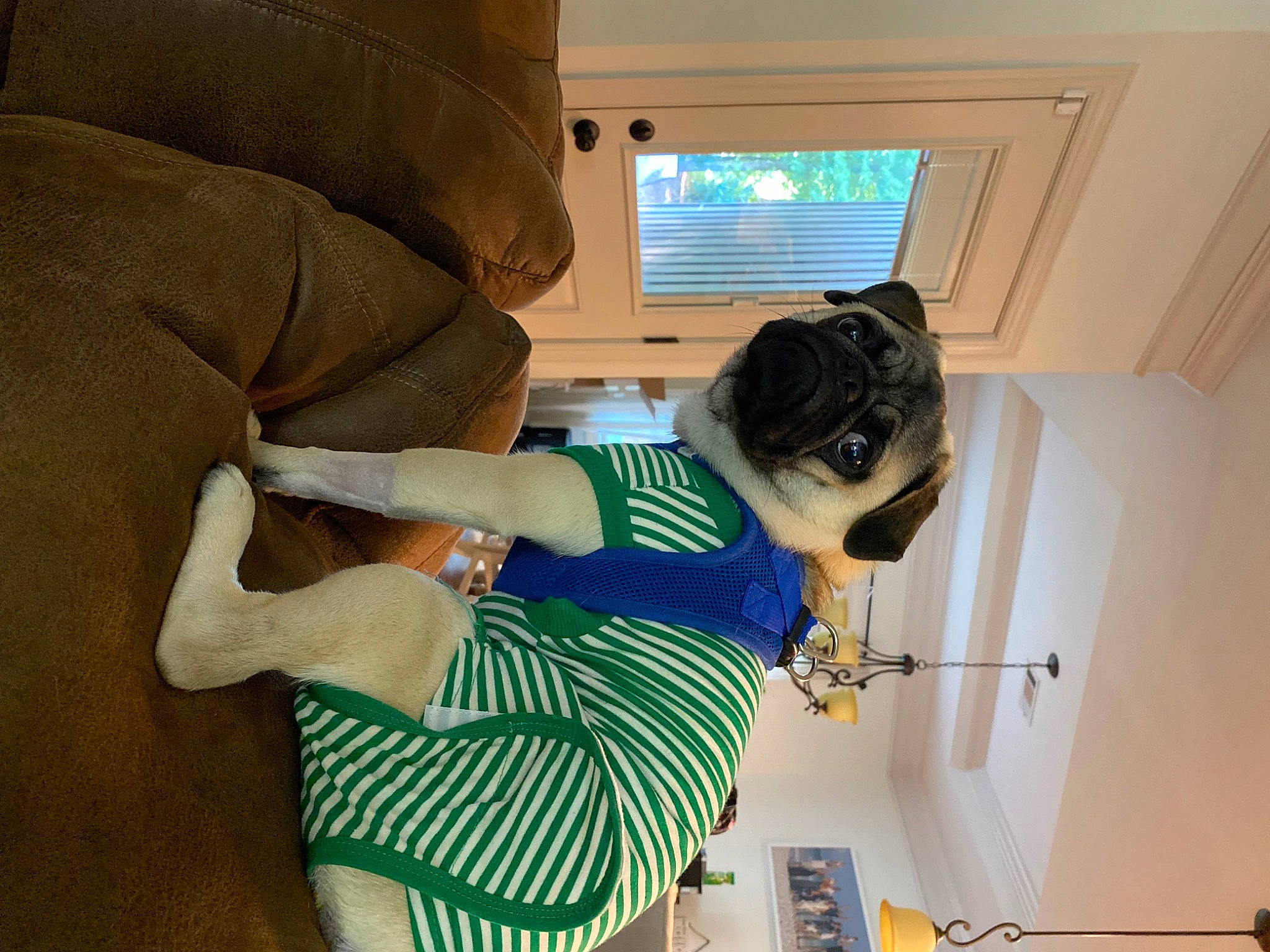 Obi is registered to the contest to win money with this photo: comfort, elbow, eyewear, flooring, fun, glasses, house, human_leg, knee, plant, room, t_shirt, thigh, tree, waist, wood, wrist