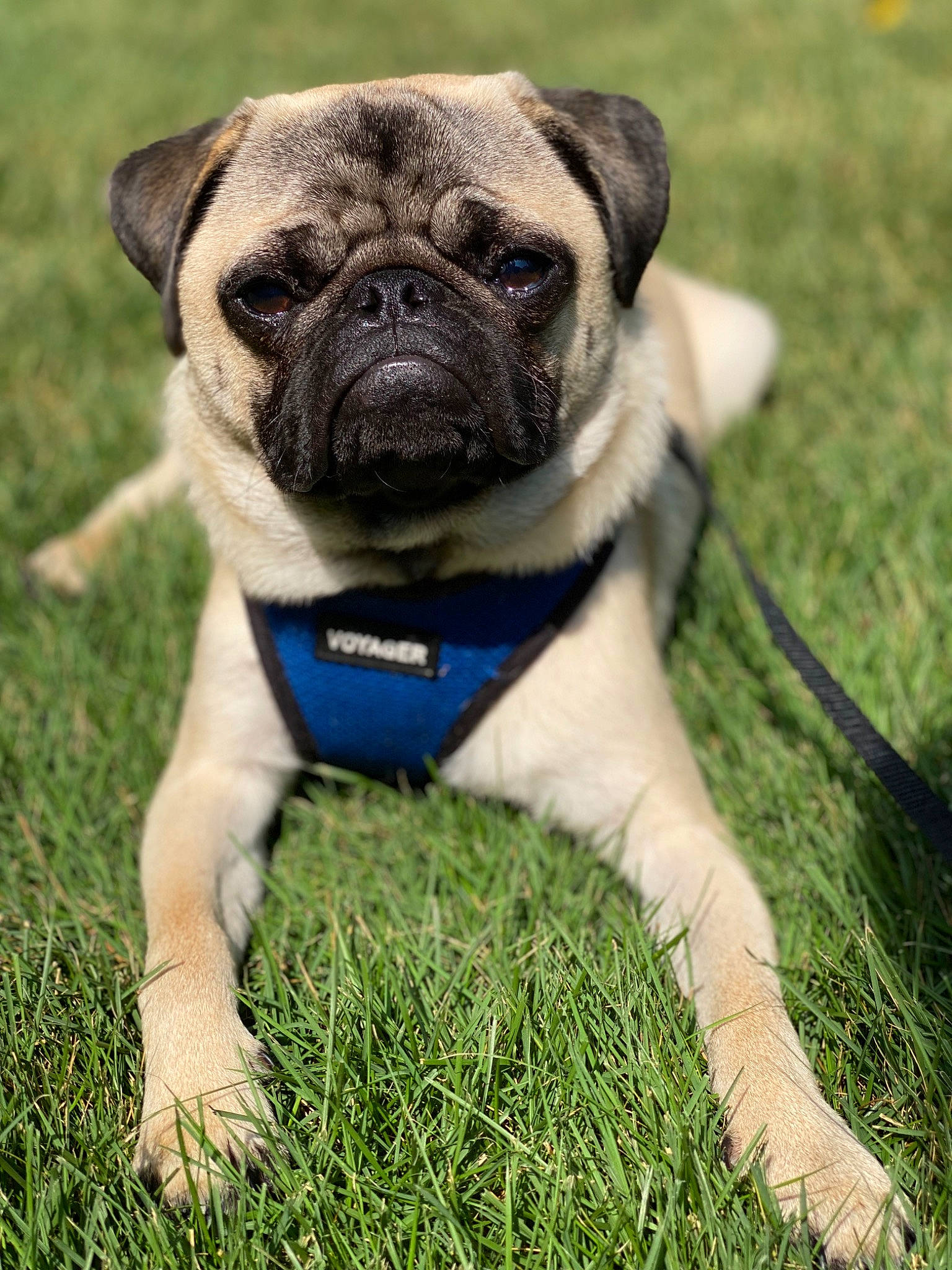 Obi joined the competition — help win amazing prizes! canidae, carnivore, companion_dog, dog, dog_breed, dog_collar, electric_blue, fawn, grass, molosser, plant, pug, snout, sporting_group, terrestrial_animal, toy_dog, tree, whiskers, working_animal, wrinkle