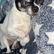 Timal participe au concours pour gagner de l'argent avec cette photo : dog, chihuahua, small_dog, sleeping, cozy, blanket, star_pattern, paw, fur, pet, cute, indoors, resting, snuggling, animal, companion, soft_texture, nap, close_up, relaxation
