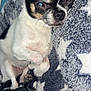 dog, chihuahua, small_dog, sleeping, cozy, blanket, star_pattern, paw, fur, pet, cute, indoors, resting, snuggling, animal, companion, soft_texture, nap, close_up, relaxation