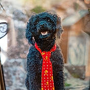 Néron participe au concours pour gagner de l'argent avec cette photo : dog, black_dog, curly_fur, tie, red_tie, yellow_pattern, outdoor, rock, smiling, pet, animal, portrait, happy, sitting, nature, cute, fur, canine, accessory, playful