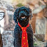 dog, black_dog, curly_fur, tie, red_tie, yellow_pattern, outdoor, rock, smiling, pet, animal, portrait, happy, sitting, nature, cute, fur, canine, accessory, playful