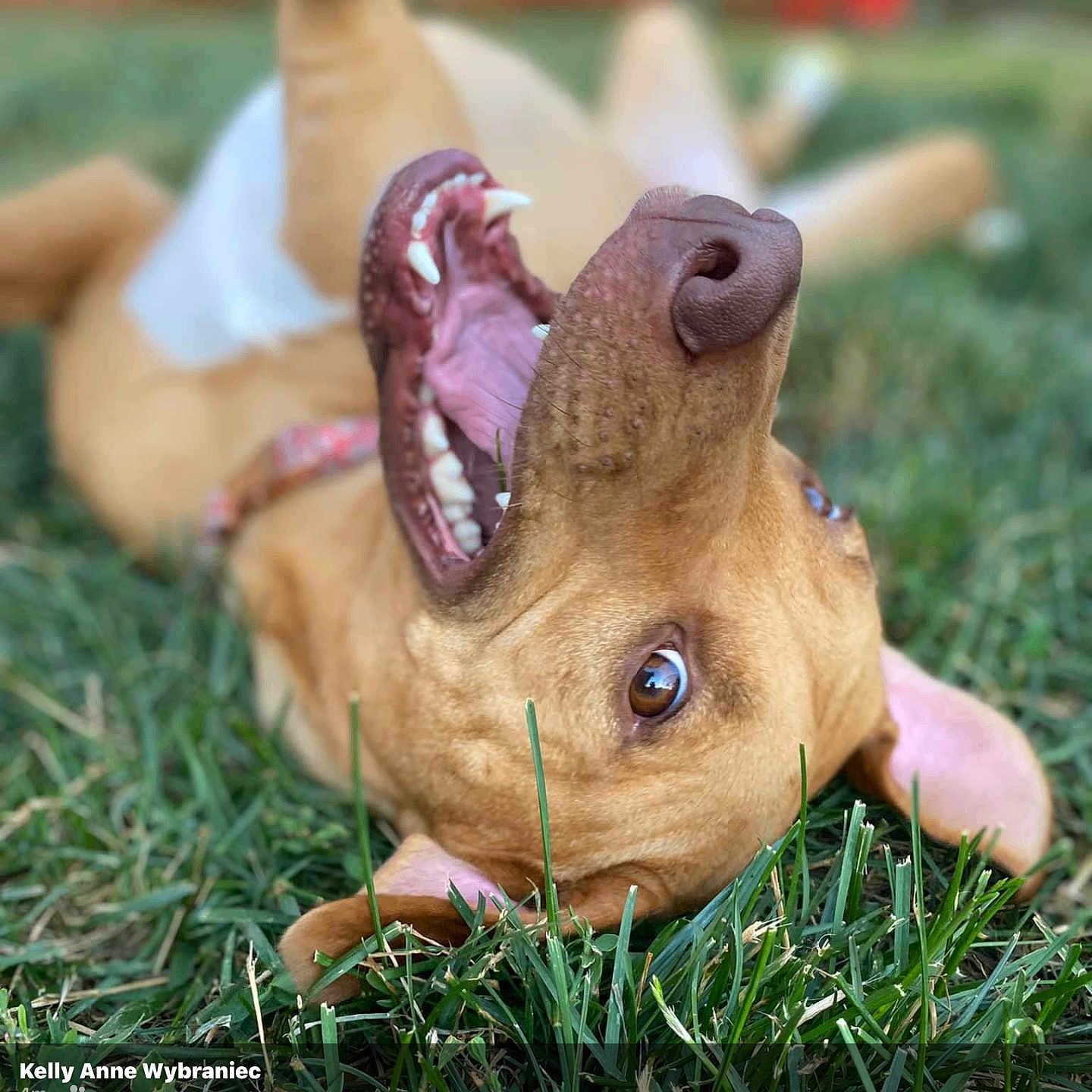 Bella is registered to the contest to win money with this photo: dog, grass, playful, mouth_open, teeth, tongue, brown_dog, outdoor, pet, animal, canine, happy, lying_down, closeup, nature, ears, collar, expression, summer, daylight