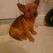Tyson participe au concours pour gagner de l'argent avec cette photo :
