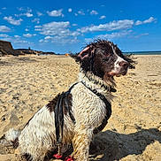 Woody is registered to the contest to win money with this photo: adventure, animal, beach, canine, clouds, coast, daylight, dog, harness, leash, nature, outdoor, pet, playful, sand, seaside, sky, sunny, water, wet_fur