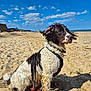 adventure, animal, beach, canine, clouds, coast, daylight, dog, harness, leash, nature, outdoor, pet, playful, sand, seaside, sky, sunny, water, wet_fur
