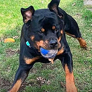 Seth is registered to the contest to win money with this photo: active, animal, ball, black, brown, canine, collar, daylight, dog, ears, fetch, grass, mouth, nature, outdoor, pet, playful, rottweiler, running, summer