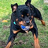 active, animal, ball, black, brown, canine, collar, daylight, dog, ears, fetch, grass, mouth, nature, outdoor, pet, playful, rottweiler, running, summer