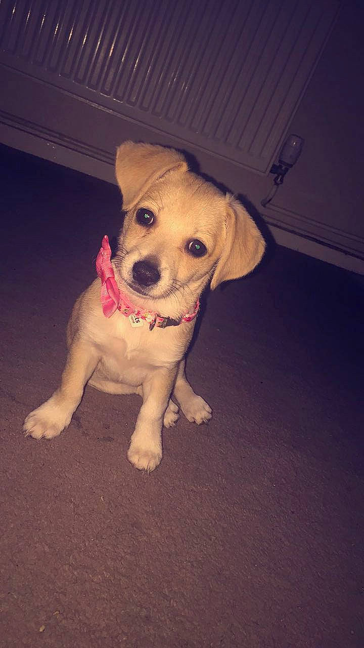 Flo joined the competition — help win amazing prizes! carnivore, companion_dog, dog, dog_breed, dog_clothes, dog_collar, fawn, flash_photography, floor, flooring, leash, paw, puppy_love, snout, sporting_group, t_shirt, tail, tints_and_shades, whiskers, working_animal