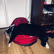 Ferguson joined the competition — help win amazing prizes! cat, black_and_white, backpack, wooden_floor, indoor, relaxing, pet, furniture, basket, board_game, yahtzee, household_items, fluffy, lying_down, domestic_animal, cozy, flooring, resting, animal, home