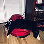 cat, black_and_white, backpack, wooden_floor, indoor, relaxing, pet, furniture, basket, board_game, yahtzee, household_items, fluffy, lying_down, domestic_animal, cozy, flooring, resting, animal, home