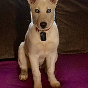 Meeka is registered to the contest to win money with this photo: attention, blue_eyes, collar, couch, dog, dog_tag, ears, fur, gaze, home, husky_like, indoor, muzzle, paws, pet, portrait, puppy, purple_blanket, sitting, sofa