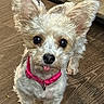 dog, small_dog, fluffy, pink_collar, tongue_out, pet, indoors, wooden_floor, curious, ears_up, cute, animal, companion, standing, looking_at_camera, household, fur, domestic_animal, friendly, alert