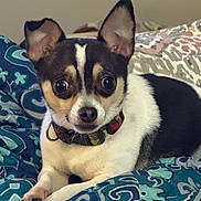 Oreo is registered to the contest to win money with this photo: dog, small_dog, pet, chihuahua, black_and_white, collar, bed, blanket, patterned_blanket, indoor, cute, alert, animal, fur, ears, lying_down, resting, companion, domestic_animal, curious