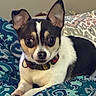 dog, small_dog, pet, chihuahua, black_and_white, collar, bed, blanket, patterned_blanket, indoor, cute, alert, animal, fur, ears, lying_down, resting, companion, domestic_animal, curious