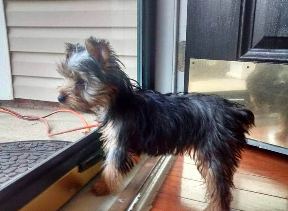 Jasmine joined the competition — help win amazing prizes! australian_silky_terrier, australian_terrier, biewer_terrier, cairn_terrier, canidae, carnivore, companion_dog, dog, dog_breed, mammal, morkie, puppy, rare_breed_dog, small_terrier, sporting_group, terrier, toy_dog, vertebrate, yorkshire_terrier