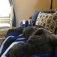 Cesar is registered to the contest to win money with this photo: blanket, cat, chair, comfort, couch, cozy, curtain, furniture, gray_cat, home, indoor, lamp, living_room, pet, pillow, relaxing, resting, sleeping_cat, soft, window
