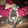 Cesar joined the competition — help win amazing prizes! animal, bed, blanket, cat, cozy, cute, domestic_animal, feline, funny_pose, furry, grey_cat, indoor, minnie_mouse, pajamas, person, pet, red_pajamas, relaxed, resting, sleepy