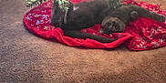Cesar is registered to the contest to win money with this photo: animal, carpet, cat, christmas_tree, cozy, decorations, feline, festive, gray_cat, holiday, indoor, paw, pet, playing, red_tree_skirt, relaxed, snowflake_pattern, tail, tree_lights, upside_down