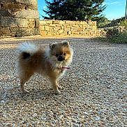 Baya participe au concours pour gagner de l'argent avec cette photo : dog, pomeranian, small_dog, fluffy, long_hair, brown_fur, white_fur, standing, outdoor, courtyard, pebbles, stone_wall, rustic, countryside, evergreen_tree, blue_sky, sunlight, collar, leash, portrait