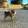 dog, pomeranian, small_dog, fluffy, long_hair, brown_fur, white_fur, standing, outdoor, courtyard, pebbles, stone_wall, rustic, countryside, evergreen_tree, blue_sky, sunlight, collar, leash, portrait