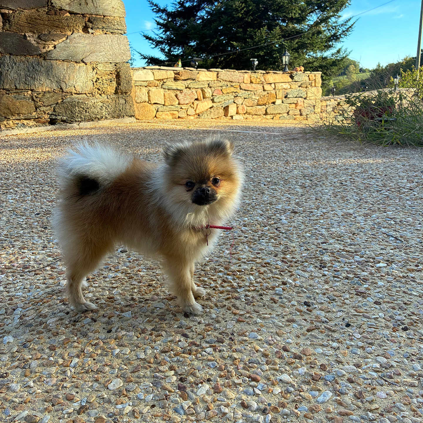 Baya participe au concours pour gagner de l'argent avec cette photo : dog, pomeranian, small_dog, fluffy, long_hair, brown_fur, white_fur, standing, outdoor, courtyard, pebbles, stone_wall, rustic, countryside, evergreen_tree, blue_sky, sunlight, collar, leash, portrait