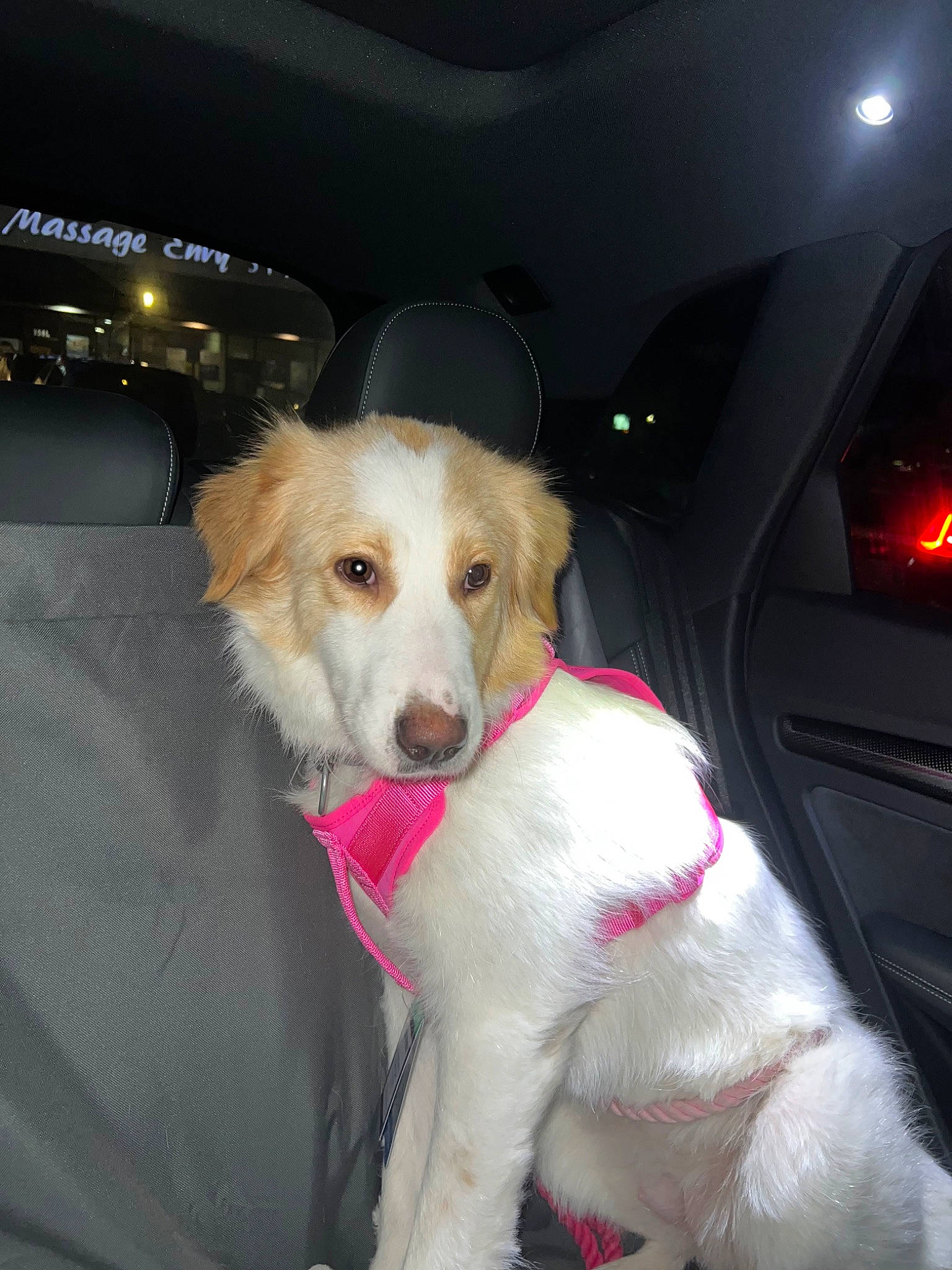 Lia is registered to the contest to win money with this photo: automotive_exterior, automotive_lighting, canidae, carnivore, collar, companion_dog, dog, dog_breed, dog_collar, ear, fawn, fur, lap, paw, snout, sporting_group, tail, vehicle_door, whiskers, windshield