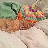 Rings joined the competition — help win amazing prizes!