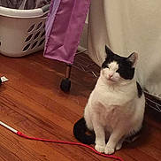 Patches joined the competition — help win amazing prizes!