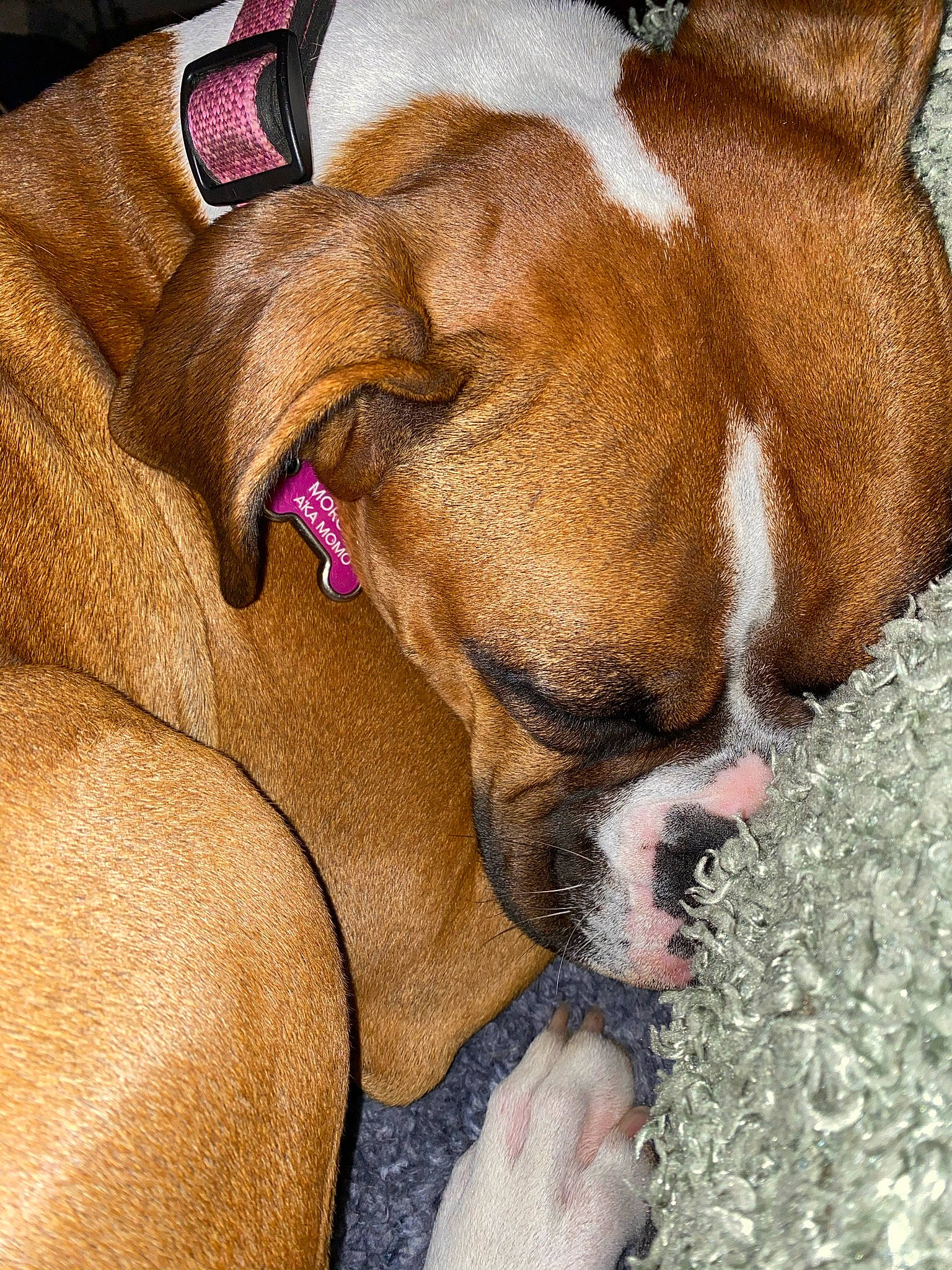 Momo joined the competition — help win amazing prizes! boxer, canidae, carnivore, companion_dog, dog, dog_breed, fawn, liver, molosser, non_sporting_group, old_english_bulldog, pet_supply, snout, sporting_group, working_animal, working_dog, wrinkle