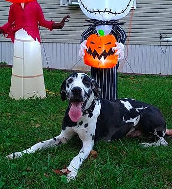 Ares is registered to the contest to win money with this photo: calabaza, carnivore, chair, companion_dog, dalmatian, dog, dog_breed, dog_sports, dog_supply, fawn, grass, mammal, personal_protective_equipment, plant, pumpkin, snout, sports_equipment, sports_gear, sports_toy, vertebrate