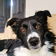 Riley a rejoint le concours — aidez-le/la à gagner de superbes lots ! dog, black_and_white, close_up, couch, indoor, pet, canine, fur, ears, nose, eyes, relaxed, portrait, animal, comfort, furniture, home, domestic, muzzle, whiskers