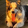 dog, puppy, fluffy, long_hair, black_white, brown, portrait, tongue, panting, happy, lying_down, paws, ears, outdoor, pavement, sunlight, close_up, pet, companion_animal, playful
