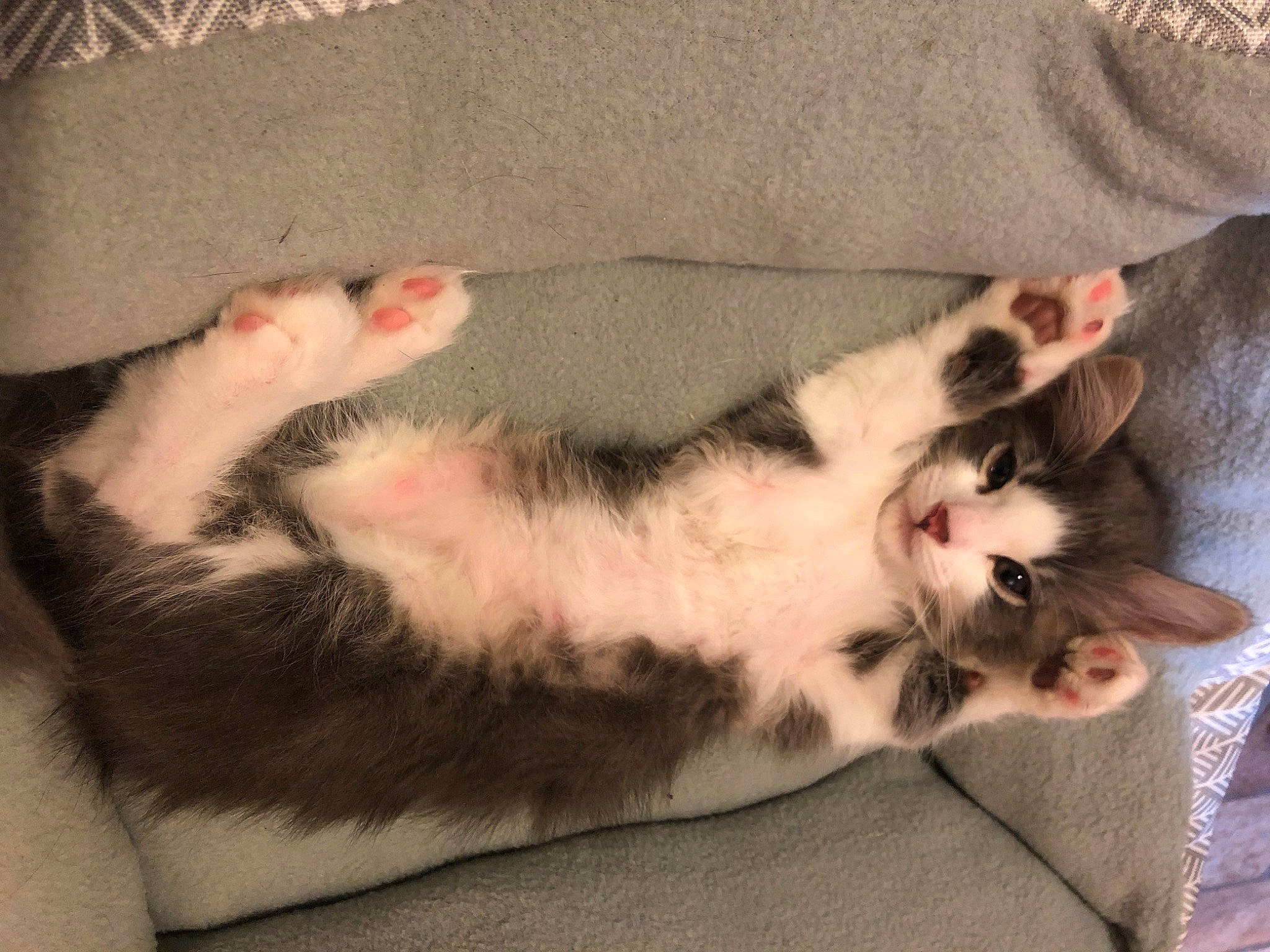 Harlow joined the competition — help win amazing prizes! carnivore, cat, claw, comfort, domestic_short_haired_cat, eye, felidae, foot, fur, grey, nap, paw, sleep, small_to_medium_sized_cats, tail, whiskers