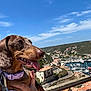 dog, dachshund, pet, animal, collar, tongue_out, hand, person, outdoor, sky, blue_sky, clouds, harbor, boats, water, buildings, town, hill, railing, sunny