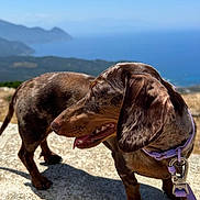 Stella participe au concours pour gagner de l'argent avec cette photo : dog, dachshund, outdoor, sunny, stone, collar, leash, brown_coat, pet, happy, tongue_out, mountains, ocean, sky, nature, animal, canine, walking, daytime, landscape
