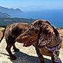 dog, dachshund, outdoor, sunny, stone, collar, leash, brown_coat, pet, happy, tongue_out, mountains, ocean, sky, nature, animal, canine, walking, daytime, landscape